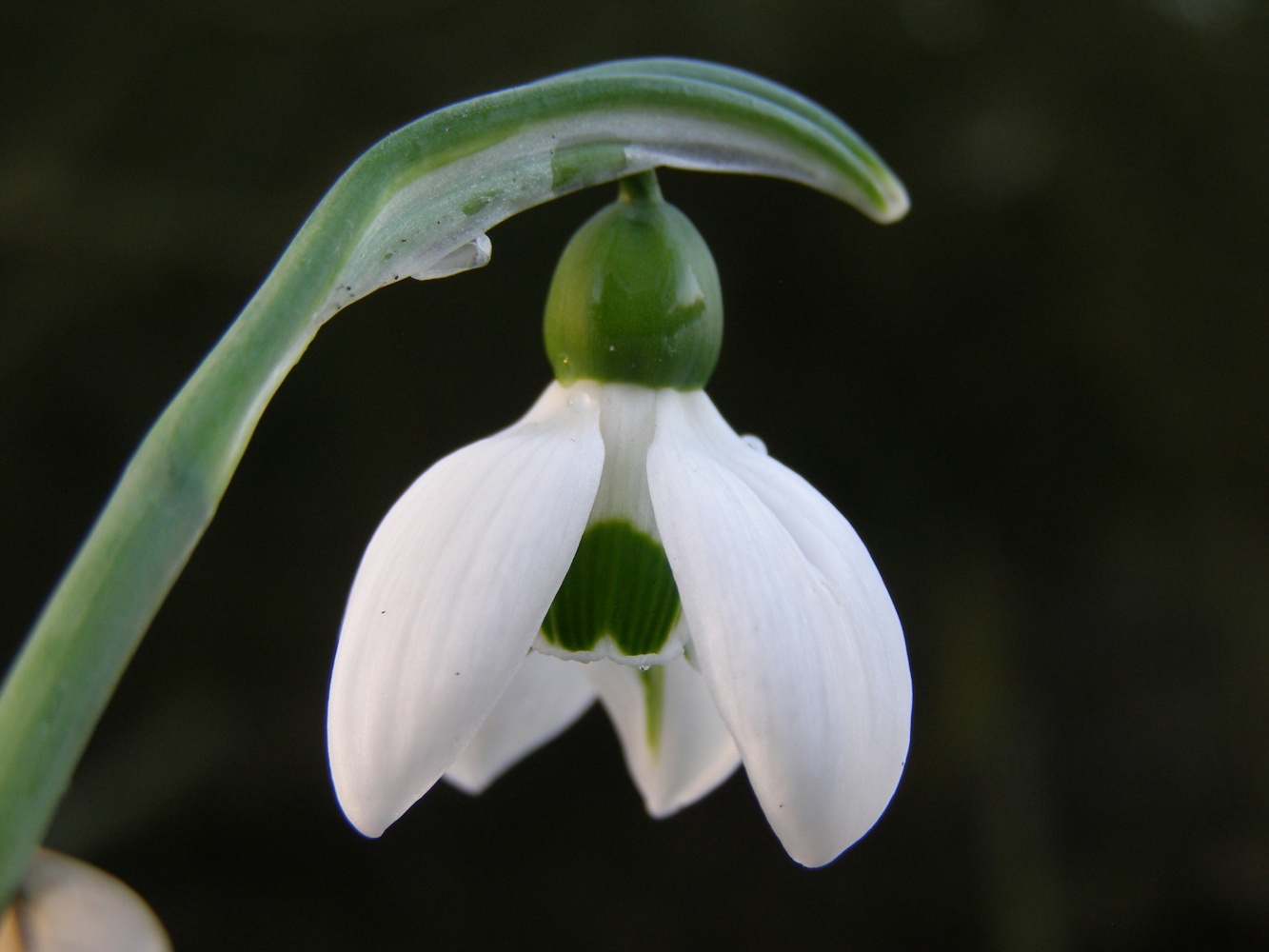 Galanthus elwesii 'Mr Blobby'